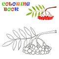 A branch of rowan - Coloring Book