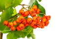 Branch rowan with ripe berries