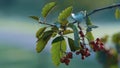 Branch rowan tree autumn season closeup. Fruit mountain ash hanging thin twig. Royalty Free Stock Photo