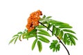 Branch of rowanberry isolated