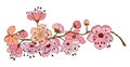 Branch of Sakura flower vector for tattoo style on isolated white background.Peach blossom illustration for coloring book.Beautifu