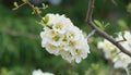 Branch of Sakura flowers or Cherry Blossom with blurred background in Japan