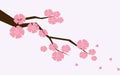 Branch of sakura with flowers. Cherry blossom branch with petals falling. Royalty Free Stock Photo