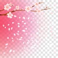 Branch of sakura with flowers and flying petals isolated on transparent gradient Pink background. Flowers of apple. Cherry