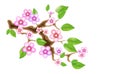Branch sakura, illustration cherry blossom, with flowers in anime style. Unorthodox East Asian decoration tradition in Royalty Free Stock Photo