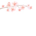 Branch of Sakura with Light Pink flowers isolated on White background. Sakura flowers. Cherry blossom. Vector Royalty Free Stock Photo