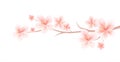 Branch of Sakura with Light Pink flowers isolated on White background. Sakura flowers. Cherry blossom. Vector EPS 10 cmyk Royalty Free Stock Photo