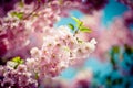 Branch Sakura Pink Cherry Blossoms against Clear blue sky Royalty Free Stock Photo