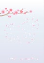 Branch of sakura. Cherry blossom and flying petals isolated on l