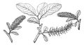 Branch of Salix Amplifolia vintage illustration