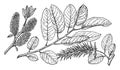 Branch of Salix Balsamifera vintage illustration