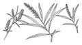 Branch of Salix Fluviatilis vintage illustration