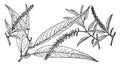 Branch of Salix Longipes vintage illustration