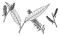 Branch of Salix Missouriensis vintage illustration