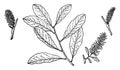 Branch of Salix Nuttallii vintage illustration