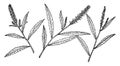 Branch of Salix Sesillilifolia vintage illustration