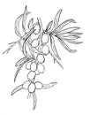 Graphic black line branch of sea-buckthorn. Hand drawn vector.