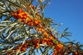 Branch of sea-buckthorn