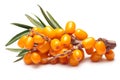 Branch of sea buckthorn berries, clipping paths Royalty Free Stock Photo