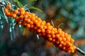 branch with sea buckthorn berries Royalty Free Stock Photo