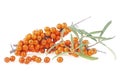 Branch of sea buckthorn berries with green leaves isolated on white background Royalty Free Stock Photo