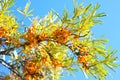 Branch of sea buckthorn berries