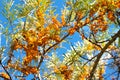 Branch of sea buckthorn berries