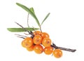 Branch of sea buckthorn berries with leaves isolated on white background Royalty Free Stock Photo