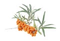 Branch of sea buckthorn berries with leaves isolated on white background. Clipping paths, full depth of field