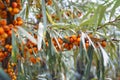 Branch of sea buckthorn berries with long emerald leaves. bountiful harvest