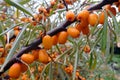 Branch of sea buckthorn on the diagonal of the frame