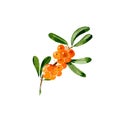 Branch of sea-buckthorn. Hand drawn watercolor ilustration isolated on white background. Vector