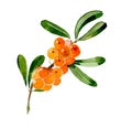 Branch of sea-buckthorn. Hand drawn watercolor ilustration isolated on white background