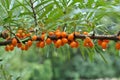 Branch of sea buckthorn hippophae rhamnoides with ripe berries