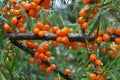 Branch of sea buckthorn hippophae rhamnoides with ripe berries Royalty Free Stock Photo