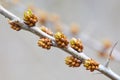 Branch of sea buckthorn Hippophae with small buds Royalty Free Stock Photo