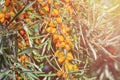 Branch of sea buckthorn with many sour ripe little berries on bright sunlight.