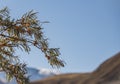 Branch of sea buckthorn with orange ripe edible fruits in autumn in the mountains