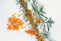 Branch of sea buckthorn plant and pile heap of berries