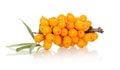 Branch of sea-buckthorn with ripe berries isolated on white.