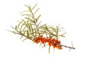 Branch of sea buckthorns, Hippophae Rhamnoides, with ripe berries