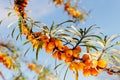 Branch of seabuckthorn.