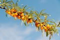 Branch of seabuckthorn.