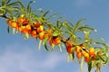 Branch of seabuckthorn.