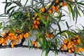 Branch with seabuckthorn berries