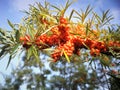 Branch of Seabuckthorn Berries Royalty Free Stock Photo