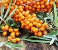 Branch of Seabuckthorn Berries