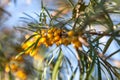 Branch of seabuckthorn with ripe berries