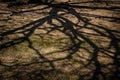 Branch shadow on the ground