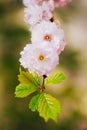Flowering almond blossoms on a branch